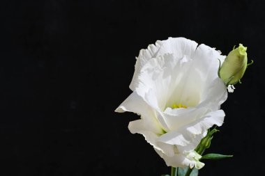 Siyah arkaplandaki güzel beyaz pestomanın yakın plan çekimi.