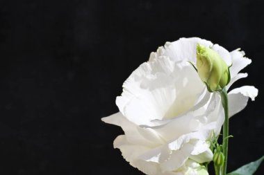 Koyu arka planda güzel beyaz çiçeğe yakın çekim yaz konsepti, yakın görüş