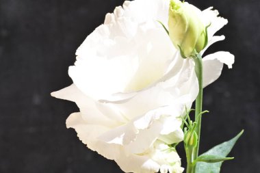 İnanılmaz çiçeklere yakın.