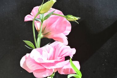 Siyah arka planda güzel pembe bir gül