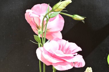 Koyu arkaplanda güzel pembe Eustoma çiçekleri