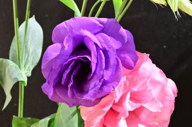 Bahçedeki güzel mor çiçeği yakından çek.