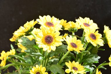 Koyu arkaplanda parlak çiçeklerden oluşan güzel bir buket.