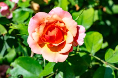 Yeşil arka planda güzel kırmızı çiçek