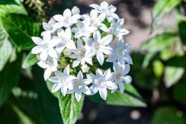 Bahçede beyaz çiçekler