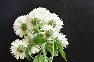 Göz kamaştırıcı yaz çiçeklerinin renkli bir arka planda çekilmiş makro bir fotoğrafı..