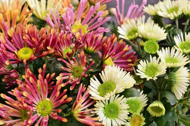 chrysanthemum flowers on black background close up 