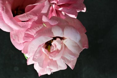 Karanlık arka planda güzel Eustoma çiçekleri, yaz konsepti, yakın görüş