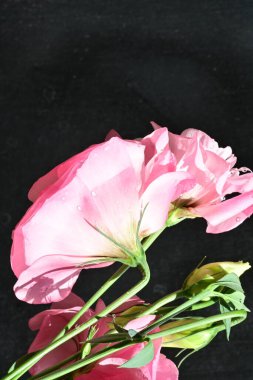 Karanlık arka planda güzel Eustoma çiçekleri, yaz konsepti, yakın görüş