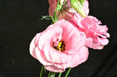 Karanlık arka planda güzel Eustoma çiçekleri, yaz konsepti, yakın görüş