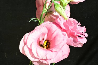 Karanlık arka planda güzel Eustoma çiçekleri, yaz konsepti, yakın görüş