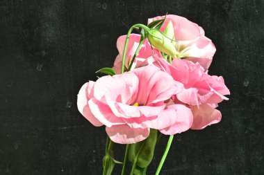 Karanlık arka planda güzel Eustoma çiçekleri, yaz konsepti, yakın görüş