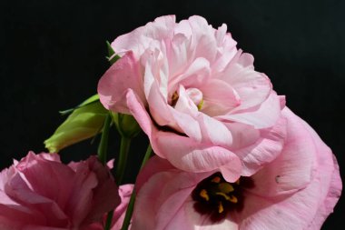 Karanlık arka planda güzel Eustoma çiçekleri, yaz konsepti, yakın görüş