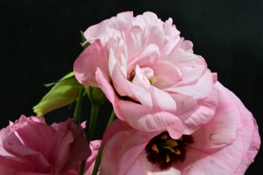 Karanlık arka planda güzel Eustoma çiçekleri, yaz konsepti, yakın görüş