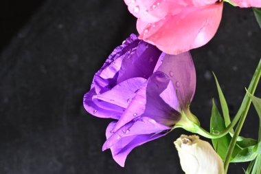 close up beautiful eustoma flower on dark background 