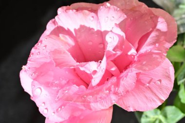 close up beautiful eustoma flower on dark background 