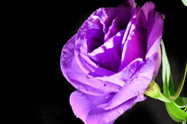 close up beautiful eustoma flower on dark background 