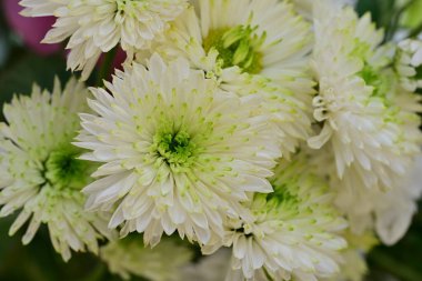 Siyah arkaplanda renkli kasımpatı çiçekleri 