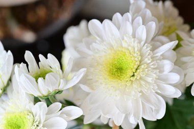 Güzel kasımpatı çiçekleri bahçeye yakın. 