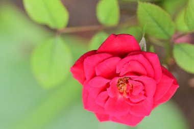 Güzel çiçeğin yakın plan görüntüsü, doğa konsepti.