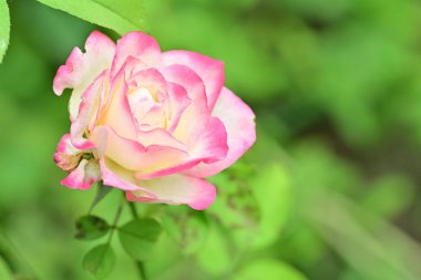 Güzel çiçeğin yakın plan görüntüsü, doğa konsepti.