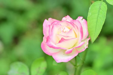 Güzel çiçeğin yakın plan görüntüsü, doğa konsepti.