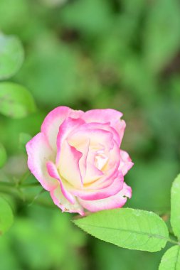 Güzel çiçeğin yakın plan görüntüsü, doğa konsepti.