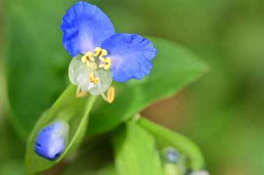 Güzel çiçeğin yakın plan görüntüsü, doğa konsepti.