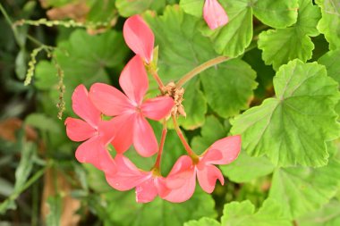 Yaz bahçesinde açan güzel, narin çiçekler, yakın.          