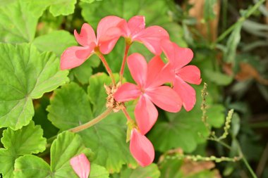 Kapalı yaz bahçesinde açan güzel çiçeklerin manzarası          
