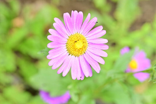 close-up view of beautiful flower, nature concept background