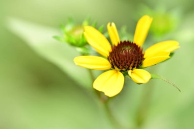 Güzel çiçeğin yakın plan görüntüsü, doğa konsepti.