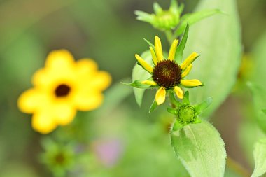 Yaz bahçesinde açan güzel, narin çiçekler, yakın.          