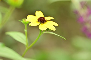 Güzel çiçeğin yakın plan görüntüsü, doğa konsepti.