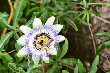 Mor tutku çiçek yakın çekim 