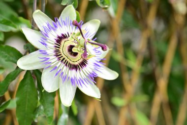 Mor tutku çiçek yakın çekim 