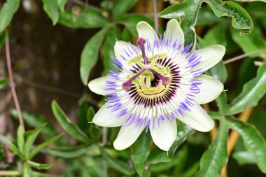 Mor tutku çiçek yakın çekim 