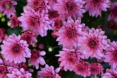 close up beautiful chrysanthemum flowers 
