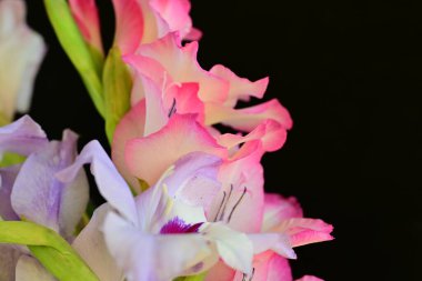 Siyah arka planda narin çiçekleri olan güzel çiçek buketini kapat.         