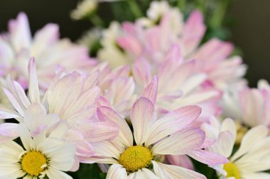 close up beautiful chrysanthemum flowers 