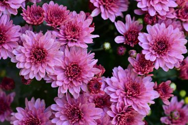 close up beautiful chrysanthemum flowers 