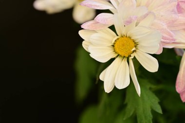 Güzel çiçeğin yakın plan görüntüsü, doğa konsepti.