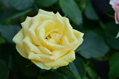 Güzel çiçeğin yakın plan görüntüsü, doğa konsepti.