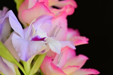 Yumuşak çiçekli güzel çiçeklerin manzarasını kapat.         