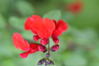 Yaz bahçesinde açan güzel, narin çiçekler, yakın.          