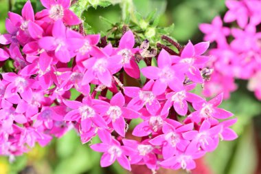 Yaz bahçesinde açan güzel, narin çiçekler, yakın.          