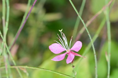 Güzel çiçeğin yakın plan görüntüsü, doğa konsepti.
