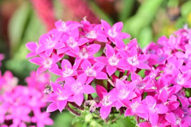 Kapalı yaz bahçesinde açan güzel çiçeklerin manzarası          