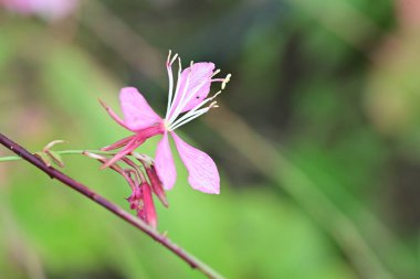 Güzel çiçeğin yakın plan görüntüsü, doğa konsepti.