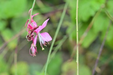 Kapalı yaz bahçesinde açan güzel çiçeklerin manzarası          